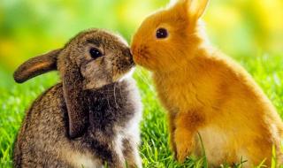 缺月再圆是什么生肖 缺月再圆是什么生肖