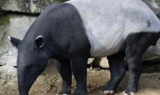 牙齿最多的动物 牙齿最多的动物