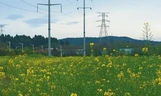 梅子金黄杏子肥全诗 梅子金黄杏子肥全诗