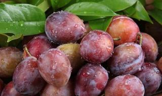 西梅是什么水果 西梅是什么水果