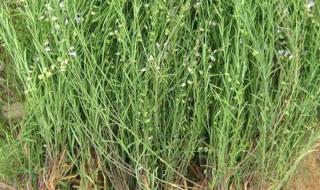 中药大血藤 中药大血藤