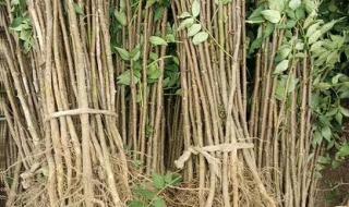 无刺花椒苗价格 无刺花椒苗价格