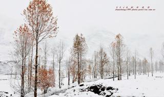 5年级作文雪中即景