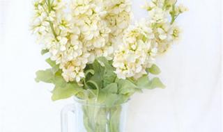 紫罗兰花语 紫罗兰花语