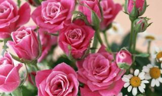 山里人家是什么生肖