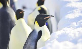 重庆极地海洋世界 重庆极地海洋世界