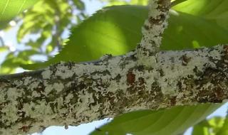 园林植物病虫害防治