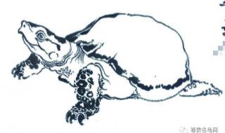 世界上最吓人的乌龟 世界上最吓人的乌龟