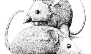 什么是创意素描 什么是创意素描