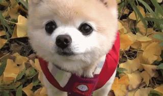 不离不弃生死相依